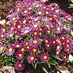 Unbranded Aster Bahamas Plants 450181.htm