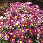 Unbranded Aster Bahamas Plants
