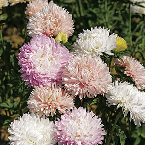 Unbranded Aster Bridesmaids Seeds