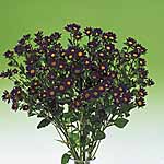 Unbranded Aster Daylight Purple Seeds 418943.htm