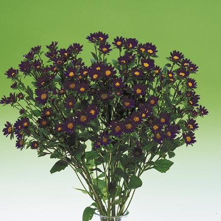 Unbranded Aster Daylight Purple Seeds Average Seeds 90
