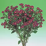 A bushy  compact variety with healthy  dark green foliage and stems and masses of deep purple flower
