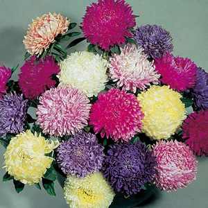 Unbranded Aster Double Duchess Mix Seeds