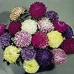 Unbranded Aster Duchess Mixed Colours Seeds 419469.htm