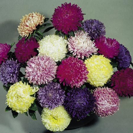 Unbranded Aster Duchess Mixed Colours Seeds Average Seeds
