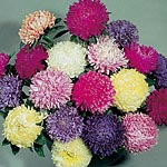 Unbranded Aster Duchess Mixed Colours Seeds