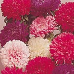 Individual plants make compact mounds carrying up to 24-30 medium-sized double flowers. Blue  pink  
