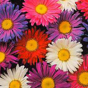 Unbranded Aster Giant Single Andrella Seeds