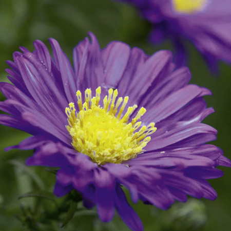 Unbranded Aster Island Samoa Plants Pack of 3 Potted Plants