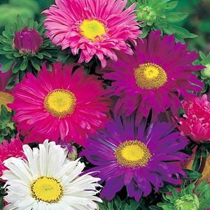Unbranded Aster Lazy Daisy Mix Seeds
