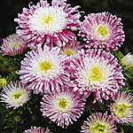 Unbranded Aster Mallowpuff Seeds 419203.htm