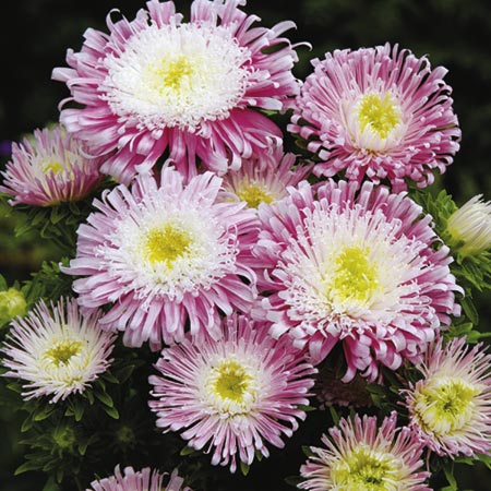 Unbranded Aster Mallowpuff Seeds Average Seeds 250