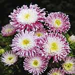 Unbranded Aster Mallowpuff Seeds