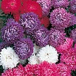 Weather-resistant flowers like incurved Chrysanthemums  measure about 7.5cm (3``) across! Colours in