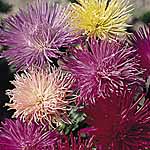 Unbranded Aster Nova Seeds 419140.htm