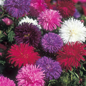 Unbranded Aster Ostrich Plume Mix Seeds