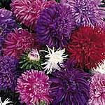 Unbranded Aster Ostrich Plume Mixed Seeds 419094.htm
