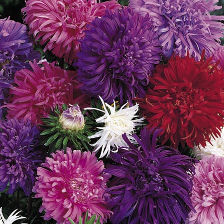 Unbranded Aster Ostrich Plume Mixed Seeds Average Seeds 300