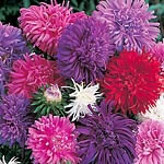 Large feathery flowers with attractively curled interlaced petals in a blend of lovely shades  inclu