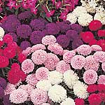 Unbranded Aster Pompom Mixed Seeds