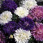 Unbranded Aster Pretty Ribbons Mixed Seeds 418919.htm