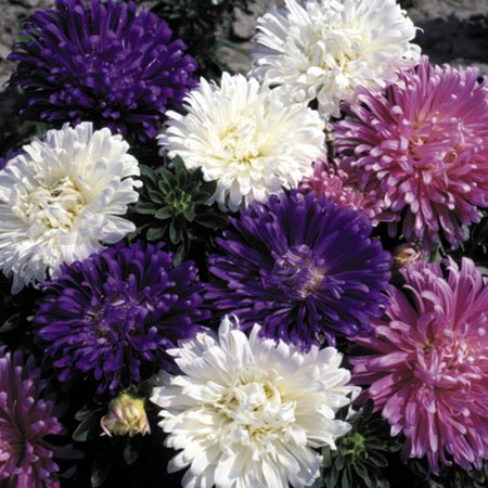 Unbranded Aster Pretty Ribbons Mixed Seeds Average Seeds 180