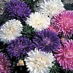 Unbranded Aster Pretty Ribbons Mixed Seeds