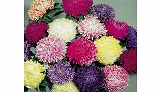 Unbranded Aster Seeds - Duchess Mixed Colours