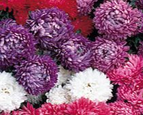 Unbranded Aster Seeds - Milady Mixed