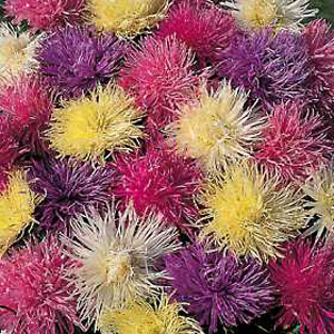 Unbranded Aster Spider Chrysanthemum Mixed Seeds
