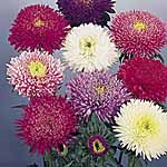 Unbranded Aster Standy Mixed Seeds 419019.htm