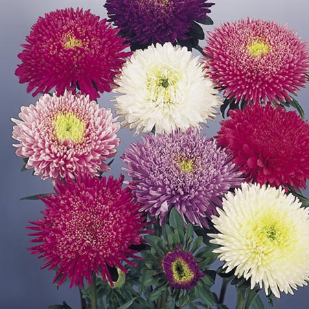 Unbranded Aster Standy Mixed Seeds Average Seeds 70