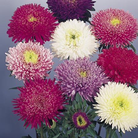 Unbranded Aster Standy Mixed Seeds Average Seeds 70