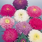 Long straight stems and large  very double flowers up to 10cm (4``) across make this bright mixture 