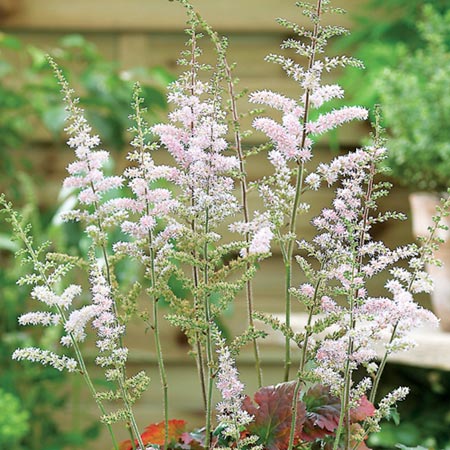 Unbranded Astilbe Colour Flash Pack of 2 Bare Roots