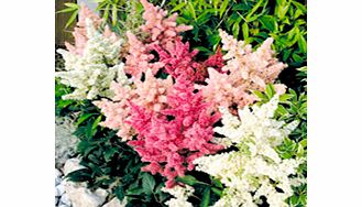 Unbranded Astilbe Plants - Astary Mix