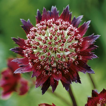 Unbranded Astrantia Moulin Rouge Pack of 2 bare root plants