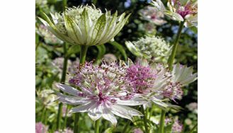 Unbranded Astrantia Plant - Florence