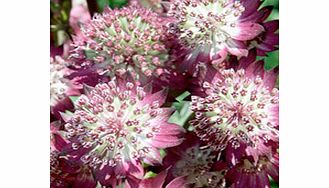 Unbranded Astrantia Plant - Star of Beauty