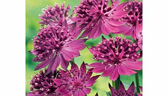 Unbranded Astrantia Plant Collection