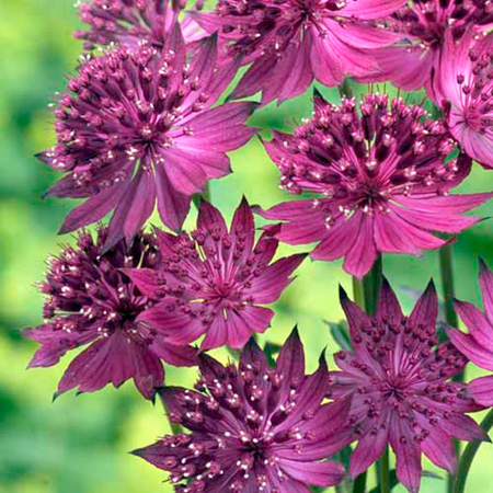 Unbranded Astrantia Venice Plants Pack of 3 Bare Root Plants