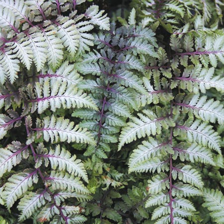 Unbranded Athyrium Metallicum Plants Pack of 3 Potted Plants