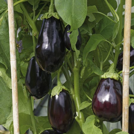 Unbranded Aubergine Bonica F1 Plants Pack of 5 Pot Ready