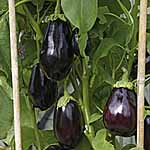 Unbranded Aubergine Bonica F1 seeds 435022.htm