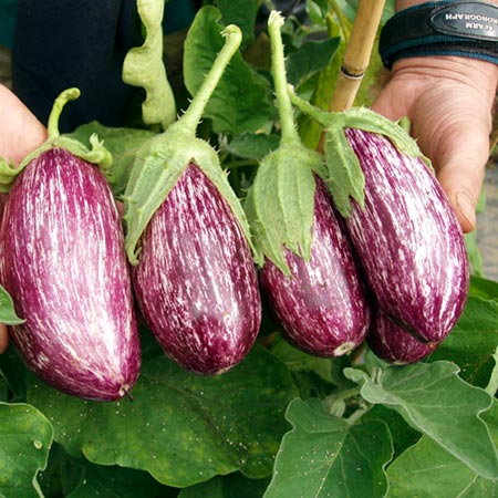 Unbranded Aubergine Listada De Gandia Seeds 20 Seeds