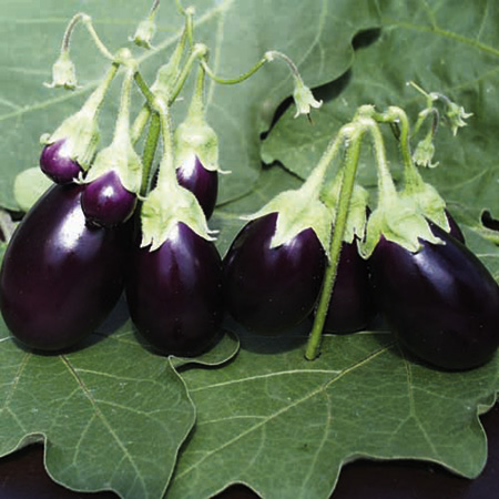 Unbranded Aubergine Ophelia F1 Plants Pack of 3 Pot Ready