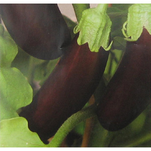 Unbranded Aubergine Orlando F1 Hybrid Seeds