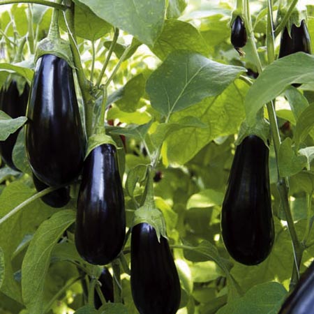 Unbranded Aubergine Scorpio F1 Grafted Plants Pack of 3