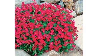 Unbranded Aubrieta Plant - Cascade Red