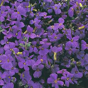 Unbranded Aubrieta Purple Cascade Seeds